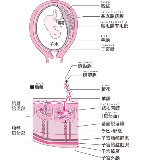 胎盤母體面